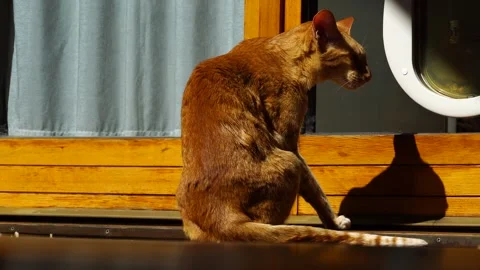 Red oriental cat outside on the balcony Stock Footage 273104662