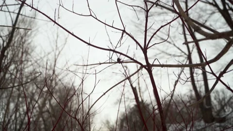 Red osier dogwood Stock Footage 149895149