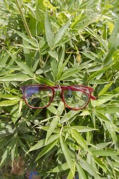 Red oval eyeglass frames on bamboo leaves. oval eyeglass frames in the photo  Stock Photos