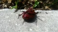 Red Ox Beetle Bug Stuck On Its Back Side HD Footage