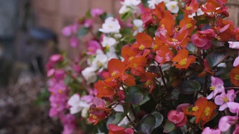 Red pagonia cluster Stock Footage 95631138