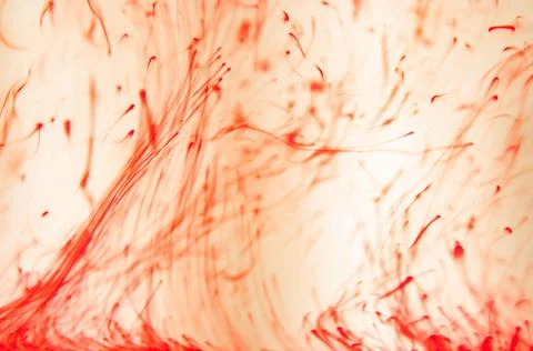 Red paint dissolves in liquid, process Stock Photos