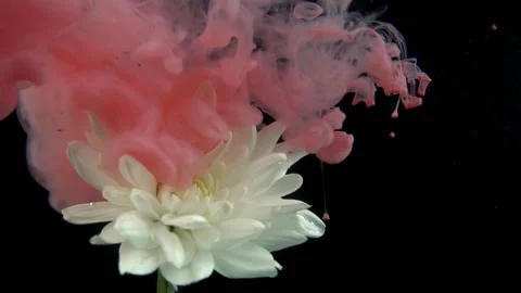 Red Paint On White Flower Stock Footage 94329226