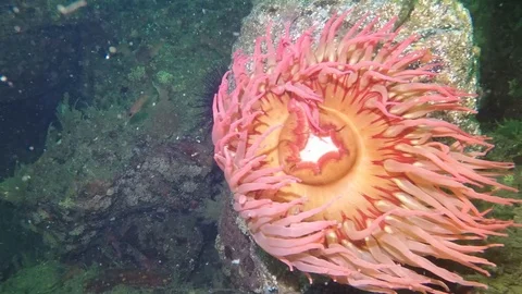 Red painted anemone Stock Footage 88197377