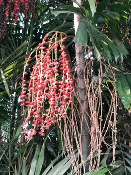 Red Palm Fruit and Dry Stalks Showing a Natural Growth Cycle Stock Photos
