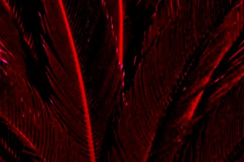 Red palm leaf pattern texture abstract background. Stock Photos