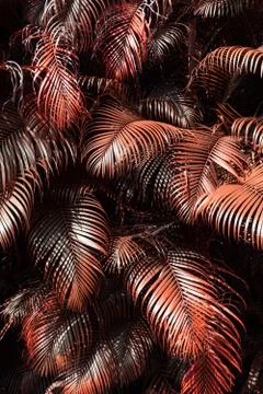 Red palm leafs Stock Photos