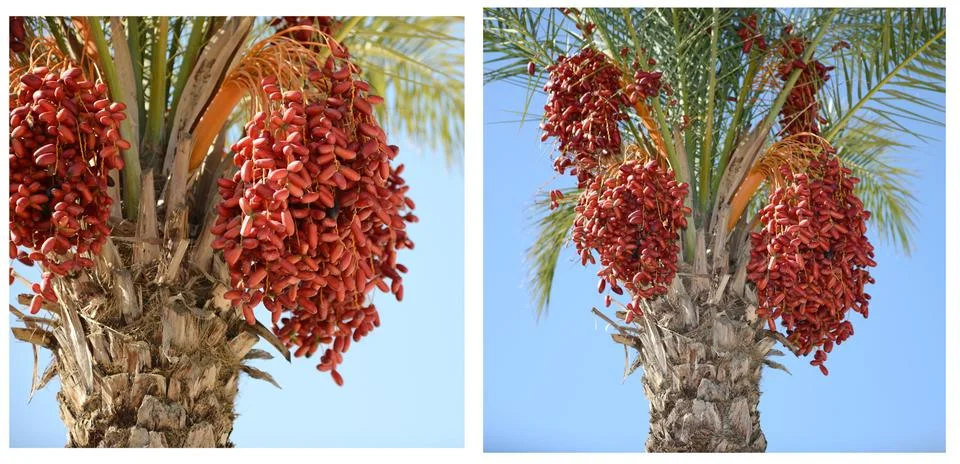 Red palm tree Stock Photos