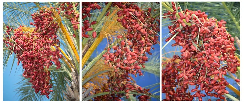 Red palm tree Stock Photos
