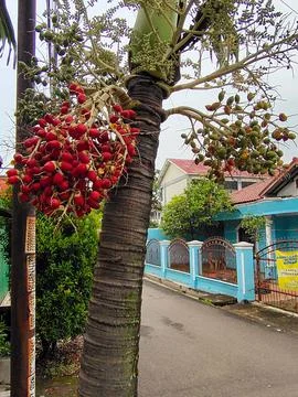 Red palm trees 스톡 사진