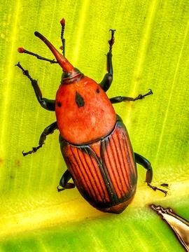 Red palm weevil beetle Stock Photos