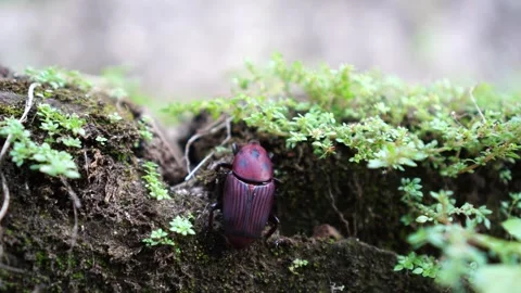 Red palm weevil on the grass Video stock 264157397
