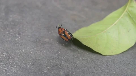 Red Palm Weevil On A Green Leaf 4K Resolution Stock Footage 178200036