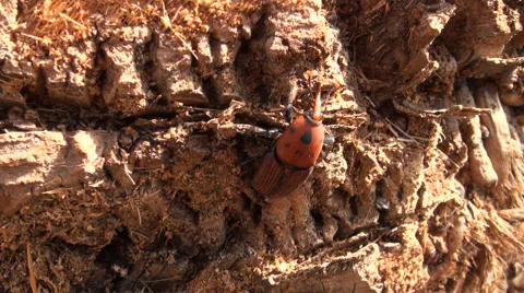 Red palm weevil on Palm tree (Rhynchophorus ferrugineus) Vídeos de archivo 56130838