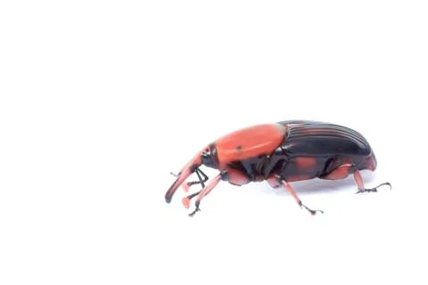Red palm weevil Stock Photos