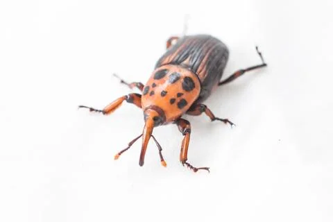 Red palm weevil Stock Photos