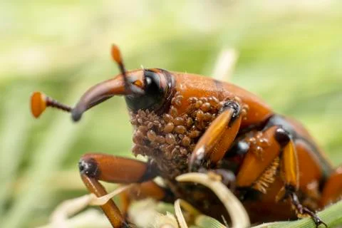 A Red-Palm Weevil Stock Photos
