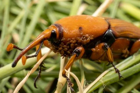 A Red-Palm Weevil Stock Photos