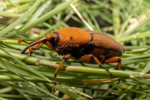 A Red-Palm Weevil Stock Photos