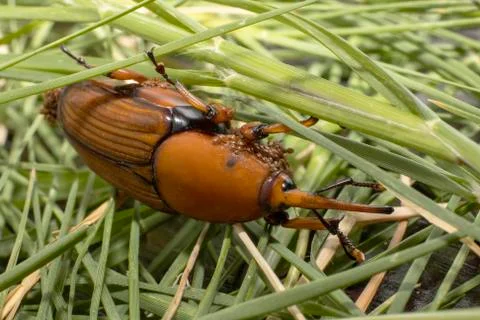 A Red-Palm Weevil Stock Photos
