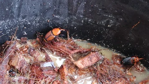 Red palm weevil, sago worm moving in the coconut waste Stock Footage 167715392