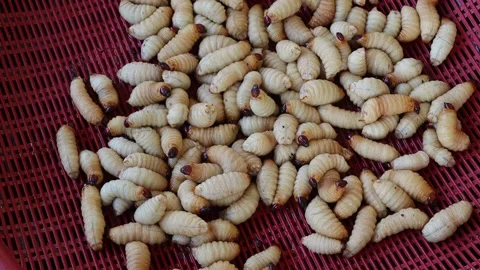 Red palm weevil, sago worm (Rhynchophorus ferrugineus) larvae moving Stock Footage 169983575