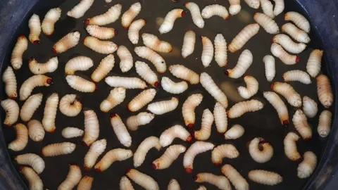 Red palm weevil, sago worm larvae in the black plastic basin Stock Footage 169983686