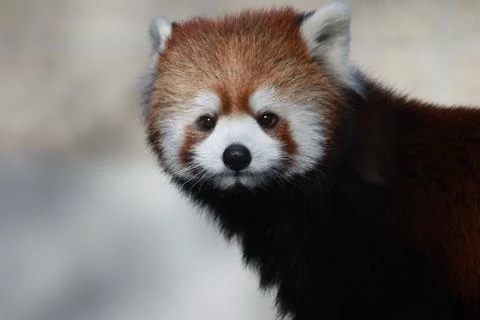 Red Panda 1 Stock Photos
