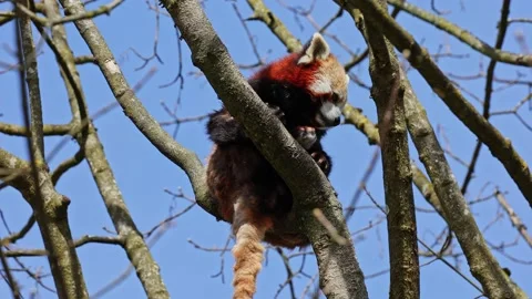 Red panda, Ailurus fulgens, also called the lesser panda and the red cat-bear Stock Footage 209842608