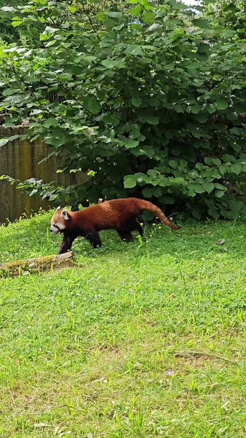 The red panda (Ailurus fulgens), also known as the lesser panda, Stock Footage 279924984