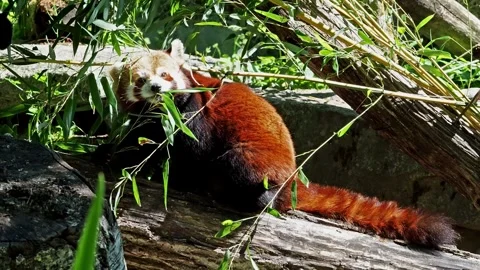 The red panda, Ailurus fulgens, also called the red cat-bear Stock Footage 344532396