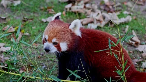 The red panda, Ailurus fulgens, also called the red cat-bear Stock Footage 344532409