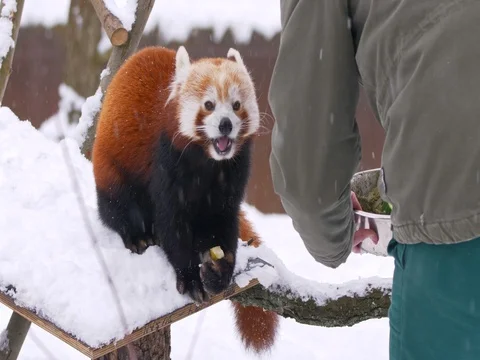 Red panda (Ailurus fulgens) being fed by a zookeeper Video stock 84903045