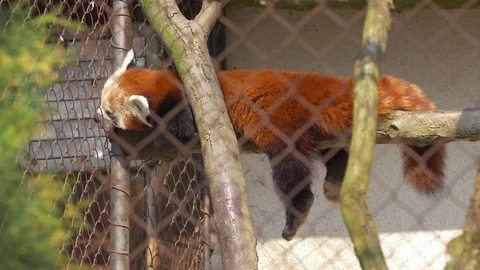 Red panda (Ailurus fulgens) in captivity 스톡 동영상 74224718