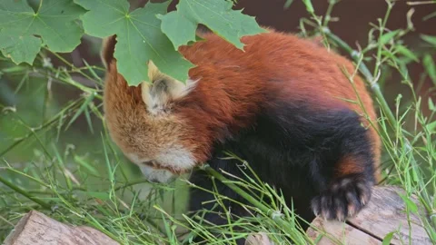 Red panda (Ailurus fulgens) chewing on bamboo 動画素材 343539052