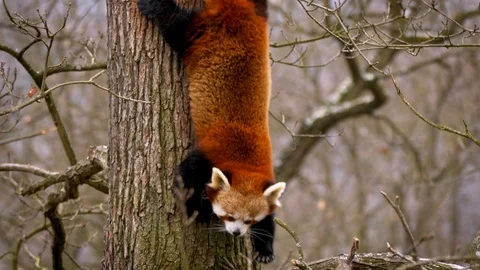 Red panda (Ailurus fulgens) climbing a tree Stock Footage 101560941