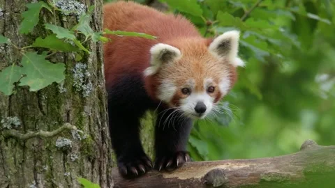Red panda (Ailurus fulgens) climbing a tree, cute animal in vegetation Stock Footage 150407280