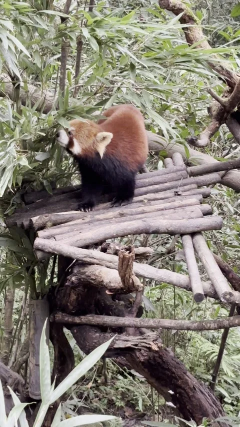 Red Panda Ailurus Fulgens Climbing And Feeding On Wooden Platform Vídeos de archivo 330340606