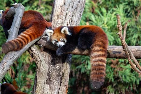 The red panda, Ailurus fulgens, eats bamboo, fruits, and insects. Stock Photos