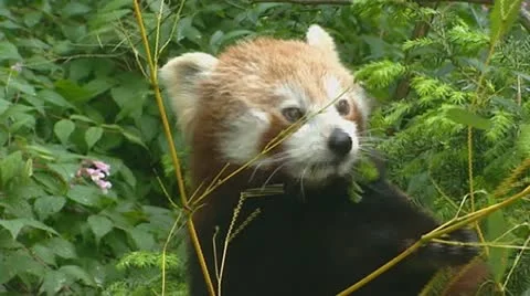 Red panda (ailurus fulgens) Stock Footage 21056111