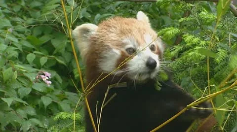 Red panda (ailurus fulgens) Stock Footage 21057779