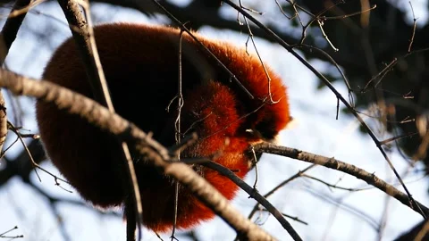 Red panda (Ailurus fulgens) Stock Footage 174910339