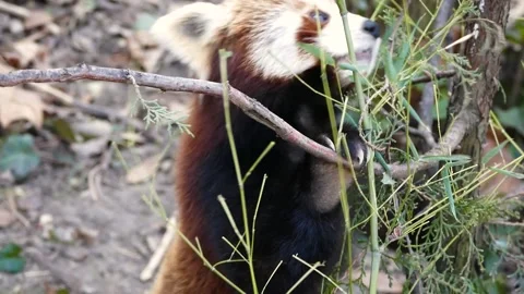 Red panda (Ailurus fulgens) Stock Footage 174910669