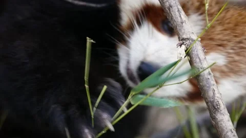 Red panda (Ailurus fulgens) Stock Footage 174910919