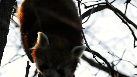 Red panda (Ailurus fulgens) Stock Footage 174911106