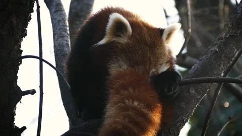 Red panda (Ailurus fulgens) 库存影片 175487756