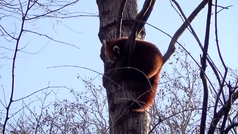 Red panda (Ailurus fulgens) Stock Footage 250299532