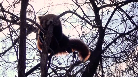 Red panda (Ailurus fulgens) 库存影片 250299542
