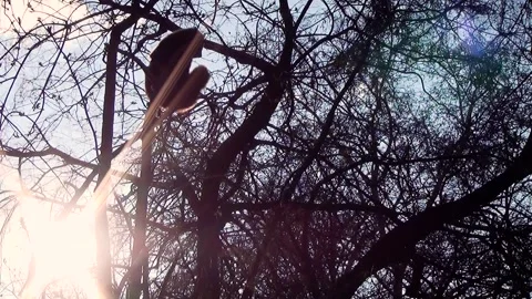 Red panda (Ailurus fulgens) Stock Footage 250299550