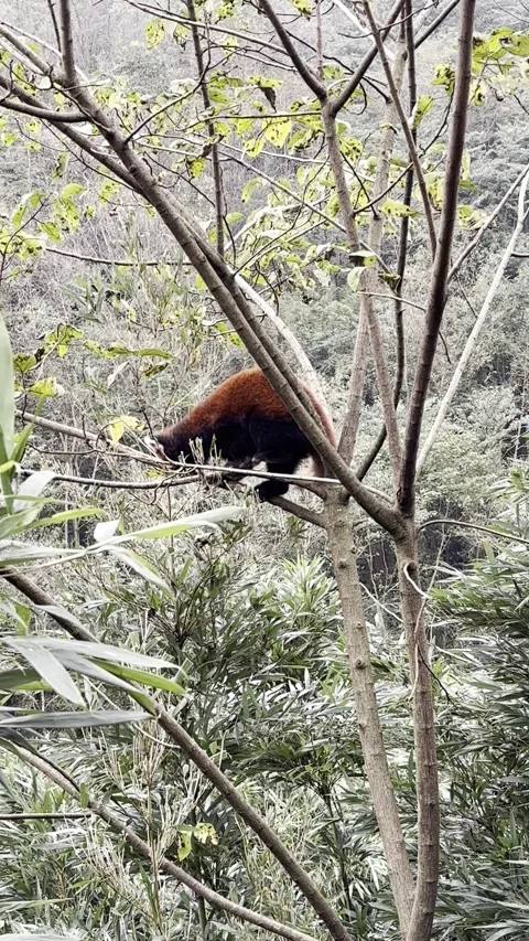 Red Panda Ailurus Fulgens Hanging And Climbing Down Tree In Panda Valley Stock Footage 330340524